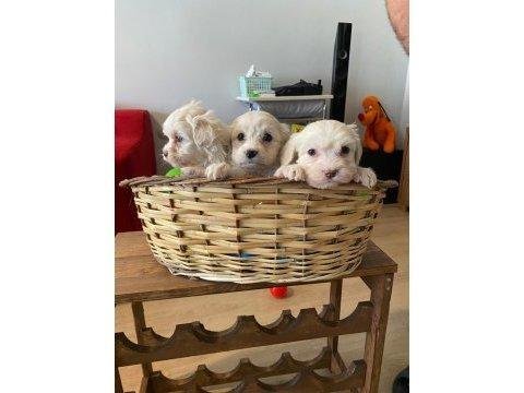 Maltipoo yavrularımız uygundur