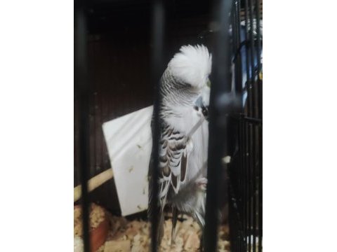 Maşallah show jumbo muhabbet kuşu damızlık ve yavrular