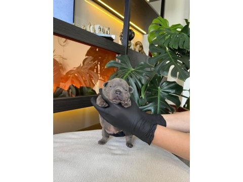 Rengarenk french bulldog yavrularım rezerveye açık