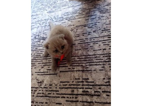 2 aylık scottish fold mia kızım