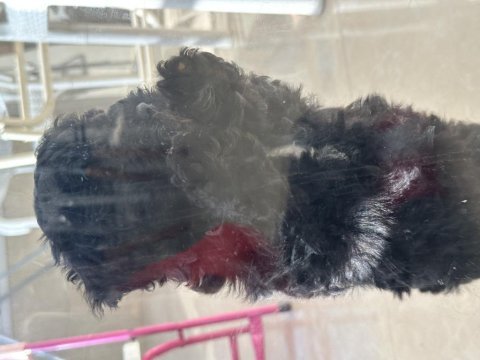 3 aylık zaman ayıramadığımızdan dolayı poodle