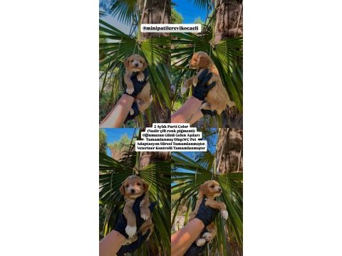 Eşsiz çift pigment renk premium poodle baby