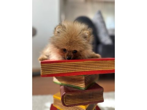 Mikro pomeranian bardak boy