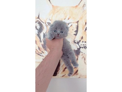 Teddy face scottish fold yavrular yeni ailesini bekliyor
