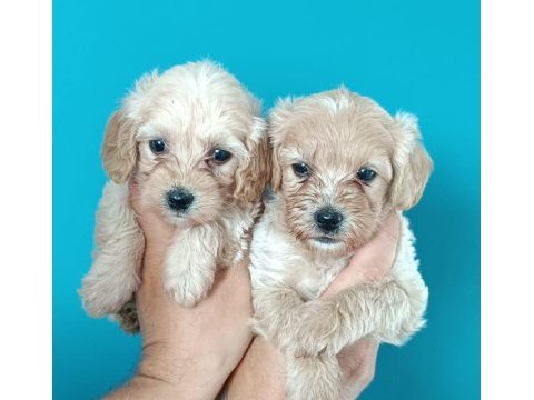 Dişi ve erkek maltipoo köpekler