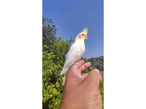 Bebek sultan papağanlar