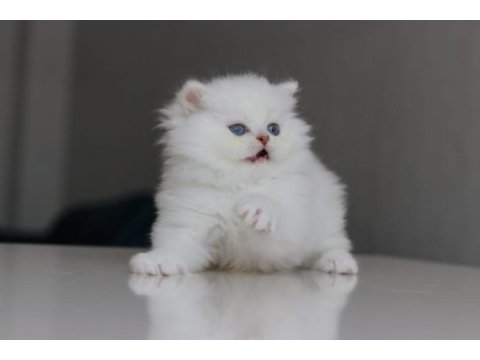 British longhair yavrularımız