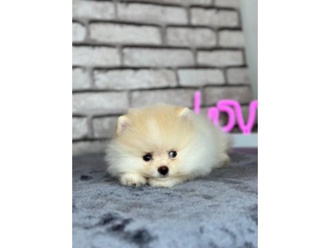 Pomeranian boo