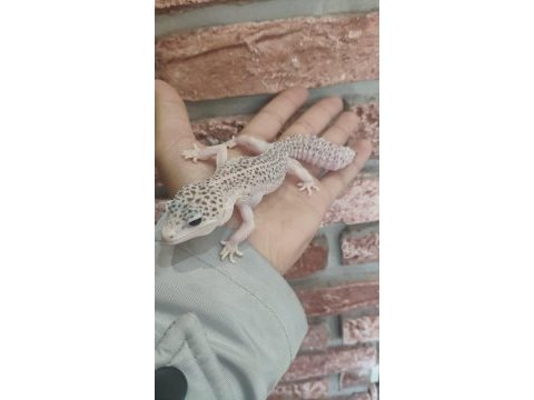 Leopard gecko kayseri