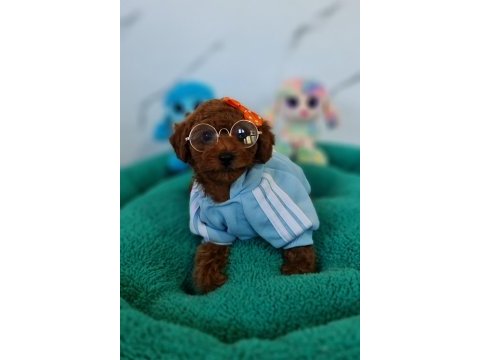 Şecereli mini boy toy poodle yavrularımız