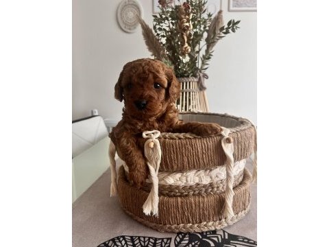 Red brown toy poodle bebekler