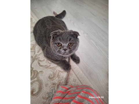 Çok uysal sevecen scottish fold