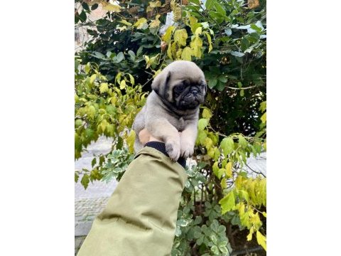 Birbirinden sevimli ve oyuncu pug yavrularım