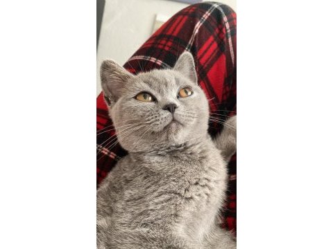 Sevimli oyun kedisi