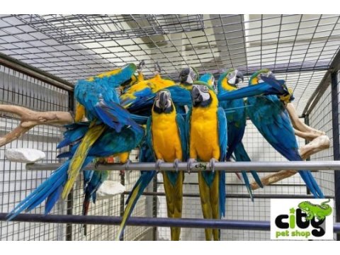 Çipli belgeli sarı ve kırmızı macawlar