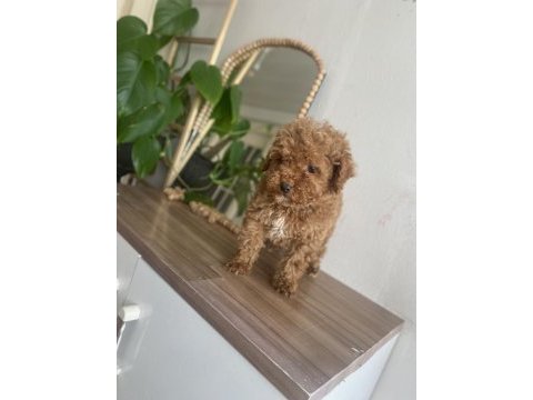 Kore kan orjinal erkek toy poodle