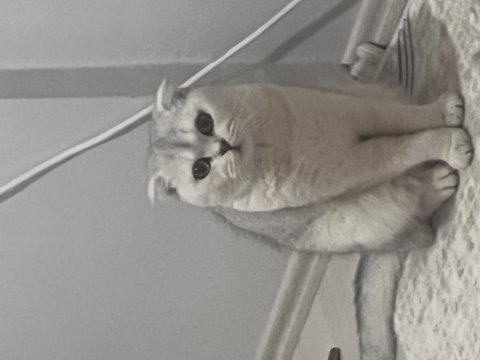 Kedim 1 buçuk yaşında british shorthair acil