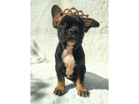 French bulldog ile farklı bağlar kurabilirsiniz