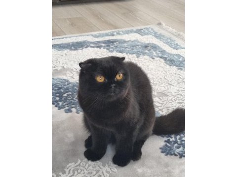 Scottish fold siyah