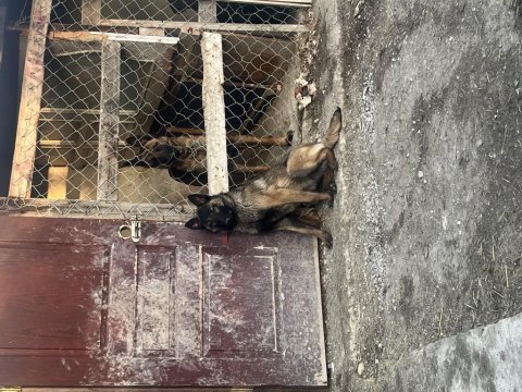 5 aylık belçika kurdu