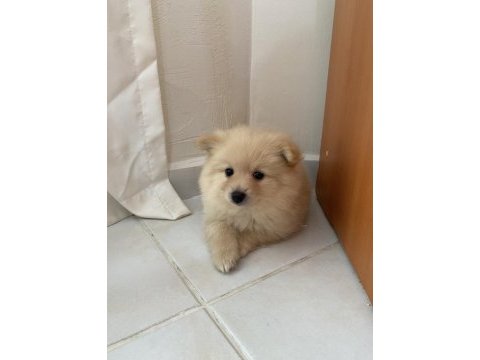 Erkek pomeranian bebek