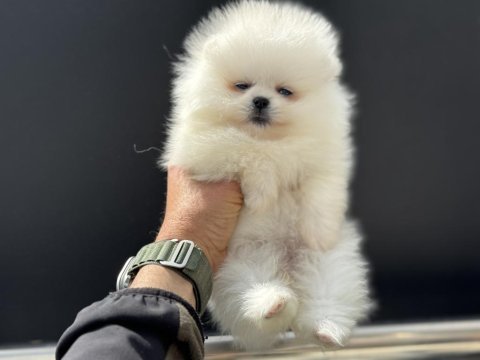 Petmode köpek çiftliğinden ziyarete açık pomeranian