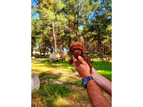Toy poodle mı istemiştiniz