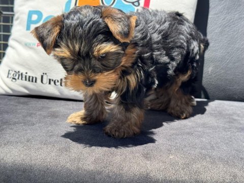 Wc eğitimli anti allerjik tea cup yorkshire terrier