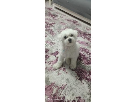 1.5 yaşında erkek maltese yavrumuz yeni yuvasını bekliyor