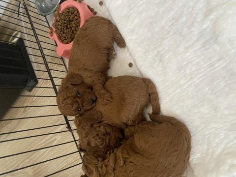 Kore poodle yavruları