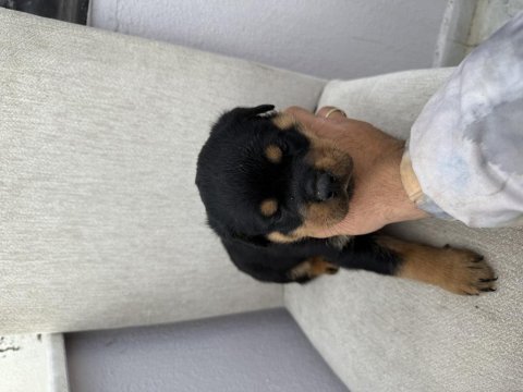 Üst kalite rottweiler