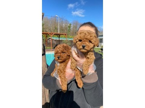 Red brown toy poodle yavruları istanbul