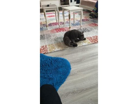 British shorthair cins cana yakın bir kedi