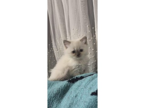 British longhair erkek kedimiz