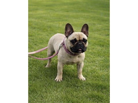 French bulldog fawn dişi