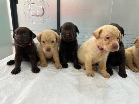 Üst kalite labrador yavruları