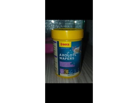 Acil satılık leucıstıc axolotl yem ıle bırlıkte