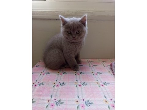 2 aylık erkek british shorthair