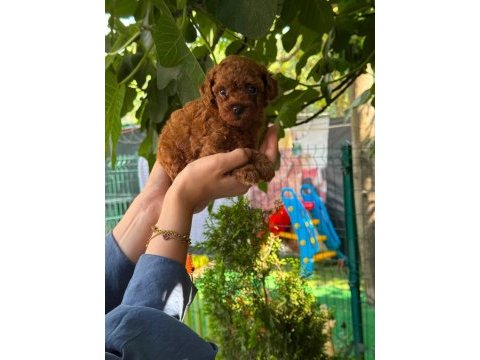 Orjinal teacup kore dark brown poodle yavrular