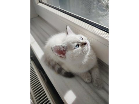 British shorthair dişi yavru