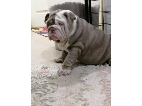 Renkli ingiliz bulldog çocuklar
