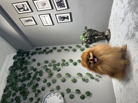 Kusursuz güzellikte yetişkin dişi pomeranian boo