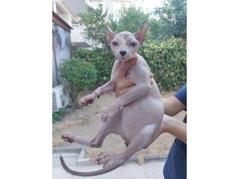 Anne altında safkan elf kulaklı sphynx yavrusu