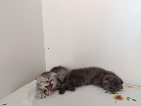 Güzeller güzeli scottish fold kızımız kendine yuva arıyor