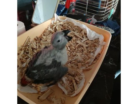 Jumbo boy jako papağanı geni yuvasını arıyor