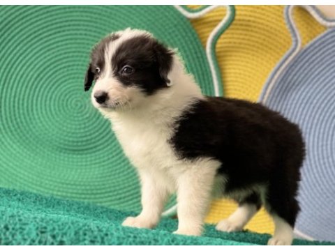 Dost canlısı enerjik border collie yavrular