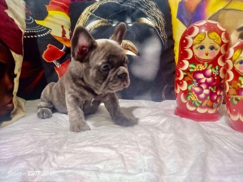 Blue erkek french bulldog bebekler yeni ailelerini arıyor
