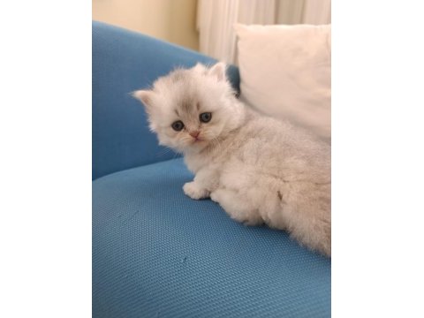 Silver british longhair şekerler