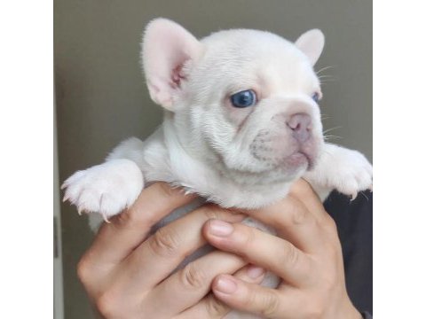 Egzotik french bulldog yavrular