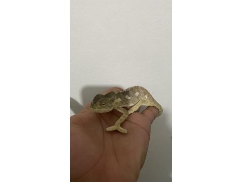 Genç anaç chamaeleo chamaeleon bukalemunu